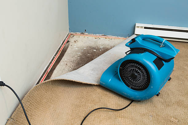 Best Carpet water damage restoration  in Wildwood, MO